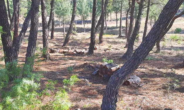 Biomasa una solución para los incendios forestales en España