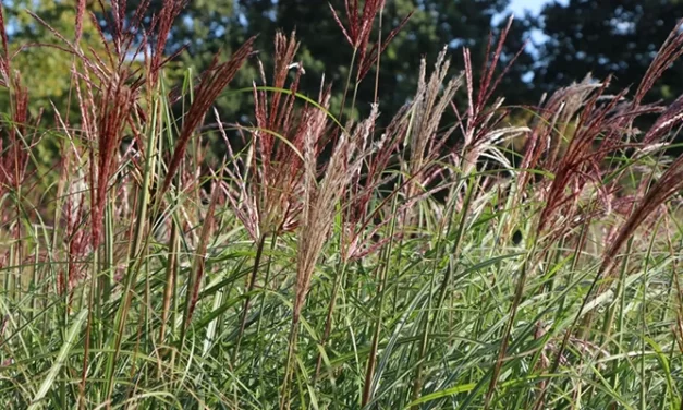 Investigan una especie para producir biomasa vegetal de calidad
