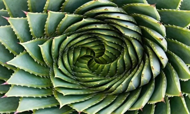 Innovador proyecto de conversión de energía solar inspirado en la biología cuántica